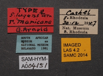 Sapygina_manica_SAM-HYM-A004151_labels