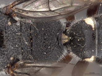Sapygina_manica_SAM-HYM-A004151_propodeum