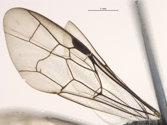 Sapygina_manica_SAM-HYM-A004151_wings