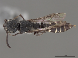 Sapygina_simillina_SAM-HYM-A004144_habitus_dorsal