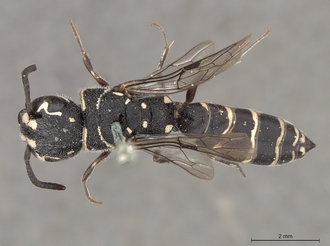 Sapygina_superciliosa_SAM-HYM-A004155_habitus_dorsal