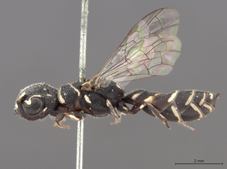 Sapygina_superciliosa_SAM-HYM-A004155_habitus_lateral