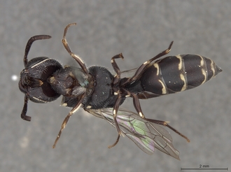 Sapygina_superciliosa_SAM-HYM-A004155_habitus_ventral