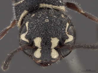 Sapygina_superciliosa_SAM-HYM-A004155_head_anterior