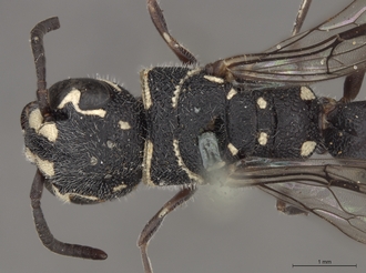Sapygina_superciliosa_SAM-HYM-A004155_head_mesosoma_dorsal