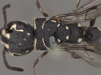 Sapygina_superciliosa_SAM-HYM-A004155_head_me_dorsal