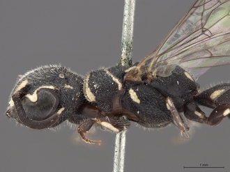 Sapygina_superciliosa_SAM-HYM-A004155_head_mesosoma_lateral