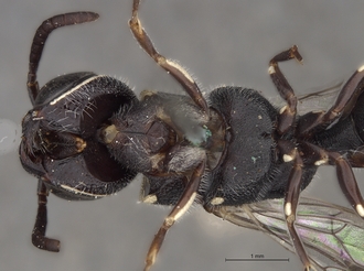 Sapygina_superciliosa_SAM-HYM-A004155_head_mesosoma_ventral