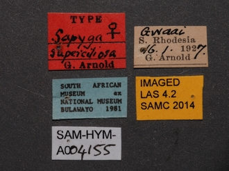 Sapygina_superciliosa_SAM-HYM-A004155_labels