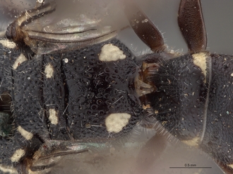 Sapygina_superciliosa_SAM-HYM-A004155_propodeum
