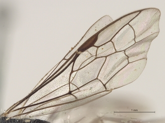Sapygina_superciliosa_SAM-HYM-A004155_wings