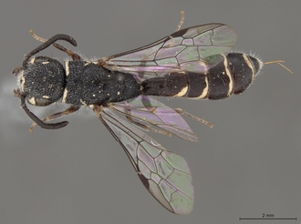 Sapygina_swierstrae_SAM-HYM-A004139_habitus_dorsal