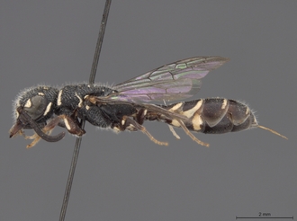 Sapygina_swierstrae_SAM-HYM-A004139_habitus_lateral
