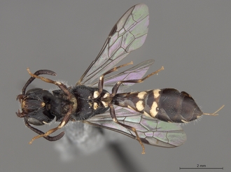 Sapygina_swierstrae_SAM-HYM-A004139_habitus_ventral