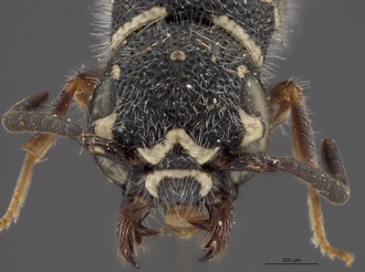 Sapygina_swierstrae_SAM-HYM-A004139_head_anterior