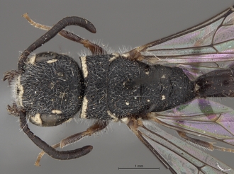 Sapygina_swierstrae_SAM-HYM-A004139_head_me_dorsal