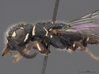 Sapygina_swierstrae_SAM-HYM-A004139_head_me_lateral