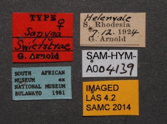 Sapygina_swierstrae_SAM-HYM-A004139_labels