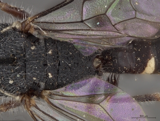 Sapygina_swierstrae_SAM-HYM-A004139_propodeum