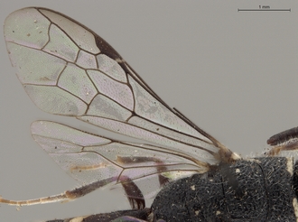 Sapygina_swierstrae_SAM-HYM-A004139_wings