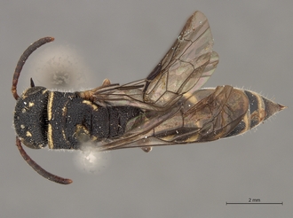 Sapygina_undulata_SAM-HYM-A004135_habitus_dorsal