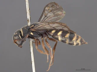Sapygina_undulata_SAM-HYM-A004135_habitus_lateral
