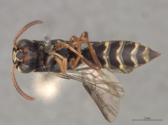 Sapygina_undulata_SAM-HYM-A004135_habitus_ventral