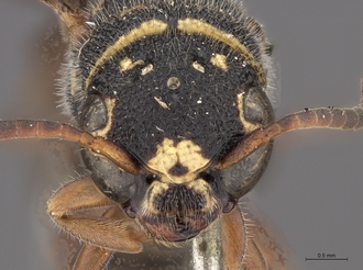 Sapygina_undulata_SAM-HYM-A004135_head