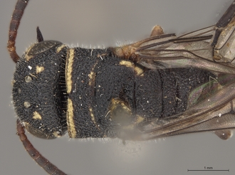 Sapygina_undulata_SAM-HYM-A004135_head_me_dorsal