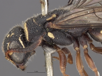 Sapygina_undulata_SAM-HYM-A004135_head_mes_lateral