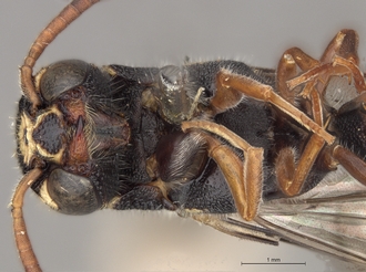 Sapygina_undulata_SAM-HYM-A004135_head_mes_ventral