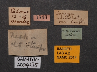 Sapygina_undulata_SAM-HYM-A004135_labels