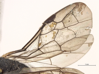 Sapygina_undulata_SAM-HYM-A004135_wings