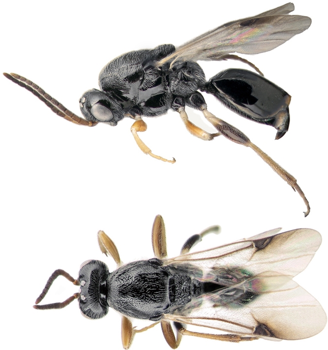 Afroserphus_bicornis_copyright_Victor_Kolyada
