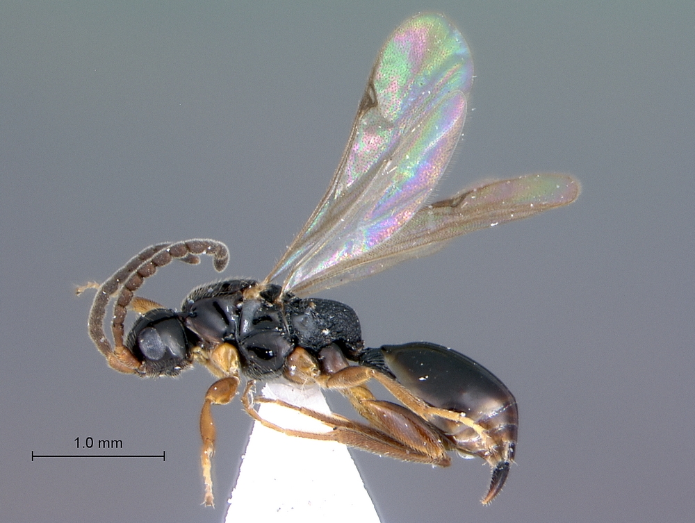 Proctotrupoidea