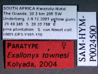 Exallonyx_townesi_labels