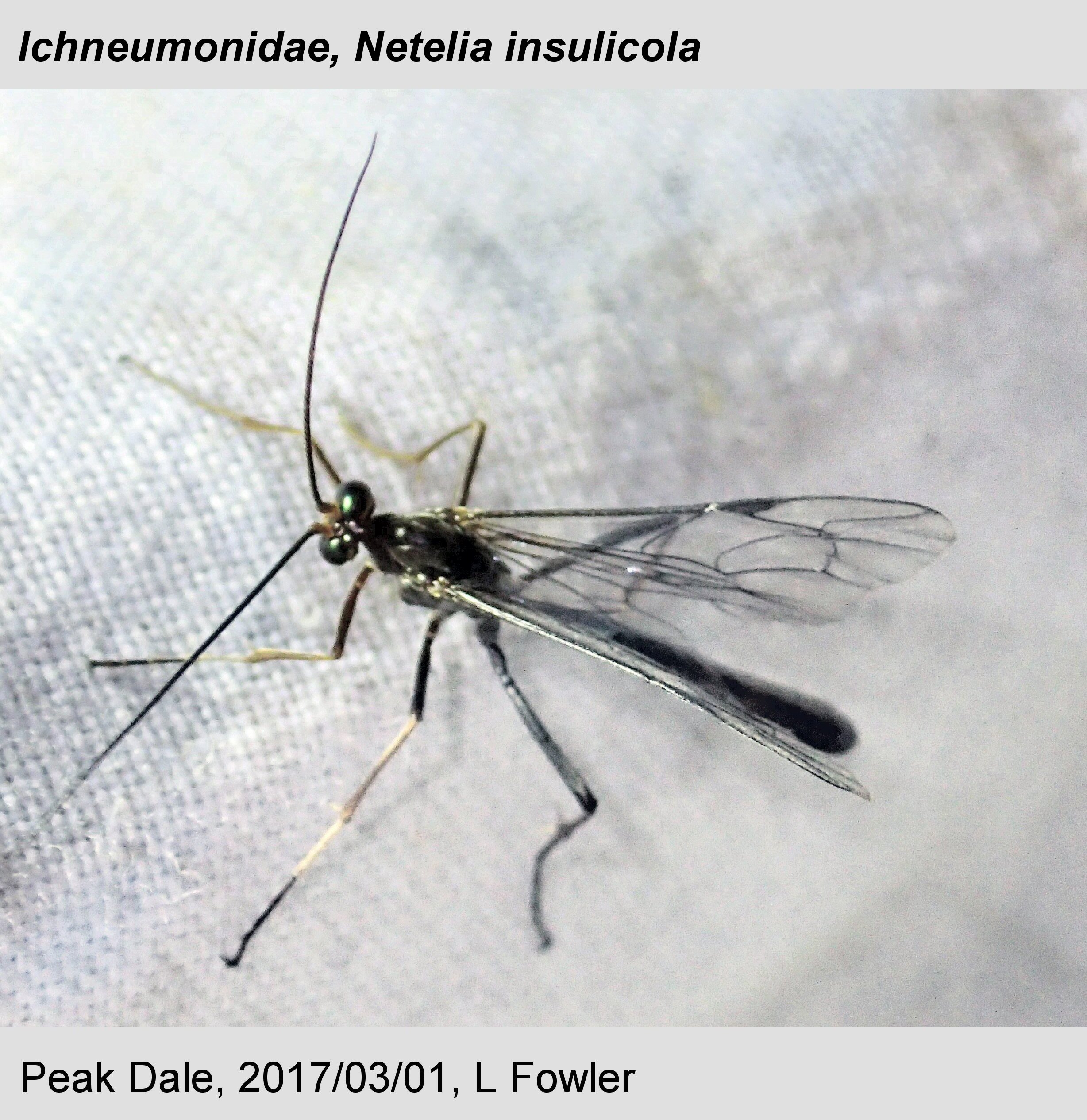 Netelia Infractor Saint Helena Ichneumonoidea - WaspWeb