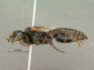 images/Scolia_perinqueyi_female_SAM-HYM-A004117_habitus_lateral_330.jpg