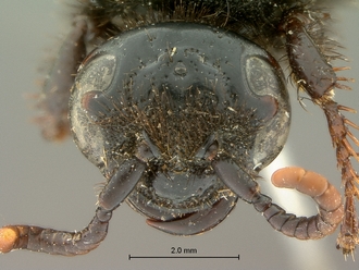 images/Scolia_perinqueyi_female_SAM-HYM-A004117_head_frontal_330.jpg