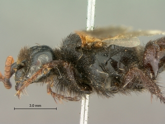 images/Scolia_perinqueyi_female_SAM-HYM-A004117_head_mesosoma_lateral_330.jpg