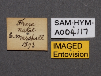 images/Scolia_perinqueyi_female_SAM-HYM-A004117_labels_330.jpg