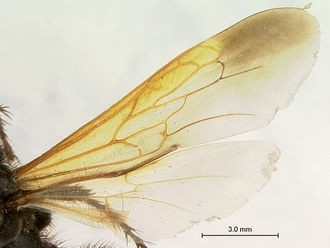 images/Scolia_perinqueyi_female_SAM-HYM-A004117_wing_330.jpg