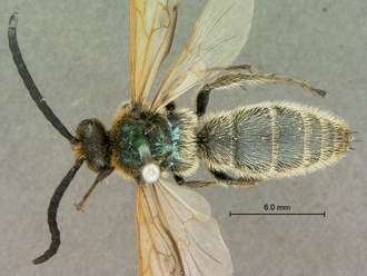 images/Scolia_perinqueyi_male_SAM-HYM-A004117_habitus_dorsal_330.jpg