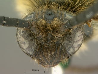 images/Scolia_perinqueyi_male_SAM-HYM-A004117_head_frontal_330.jpg