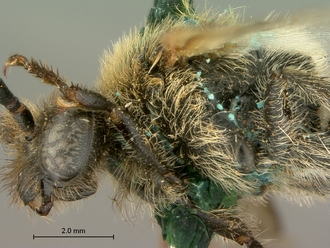 images/Scolia_perinqueyi_male_SAM-HYM-A004117_head_mesosoma_lateral_330.jpg