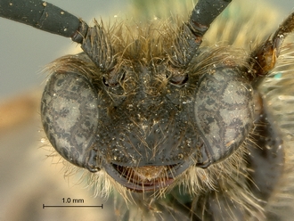images/Scolia_perinqueyi_male_SAM-HYM-A004117_mandibles_330.jpg
