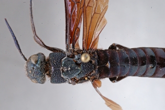 Afrotremex_violaceus_DSC_0080