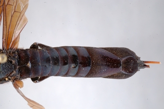 Afrotremex_violaceus_DSC_0081