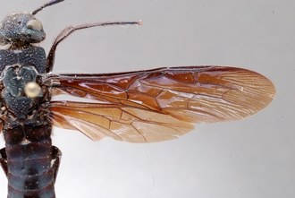 Afrotremex_violaceus_DSC_0082