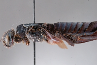 Afrotremex_violaceus_DSC_0083